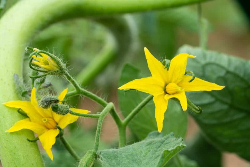 How to Encourage Female Flowers in Vegetables