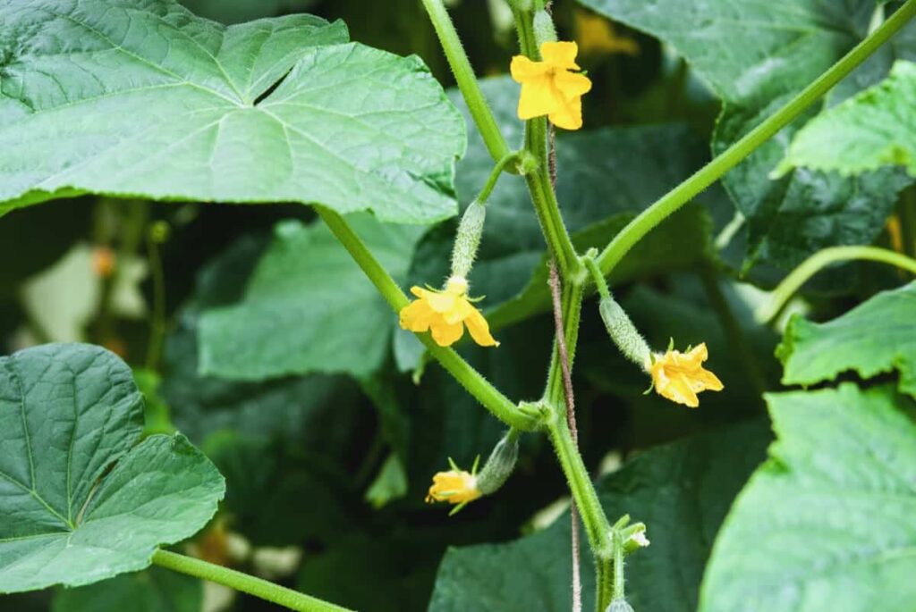 Cucumber plant vine with kukes and flowers in greenhouse