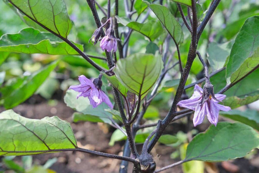 Flowers of eggplant