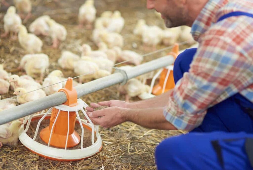 Chicken Feeding Equipment