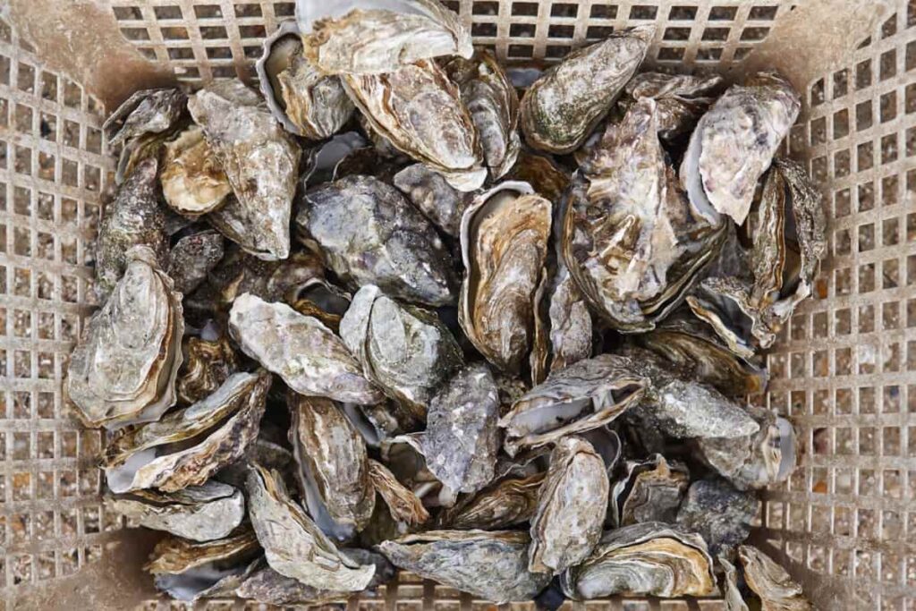 Fresh Harvested Oysters