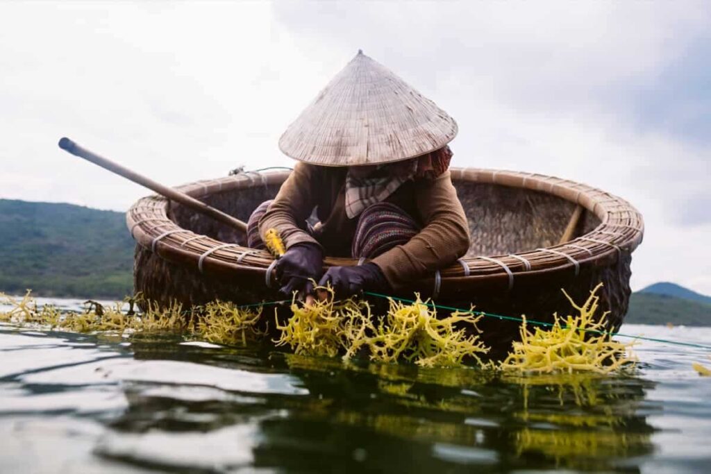 Seaweed Farming in the Philippines