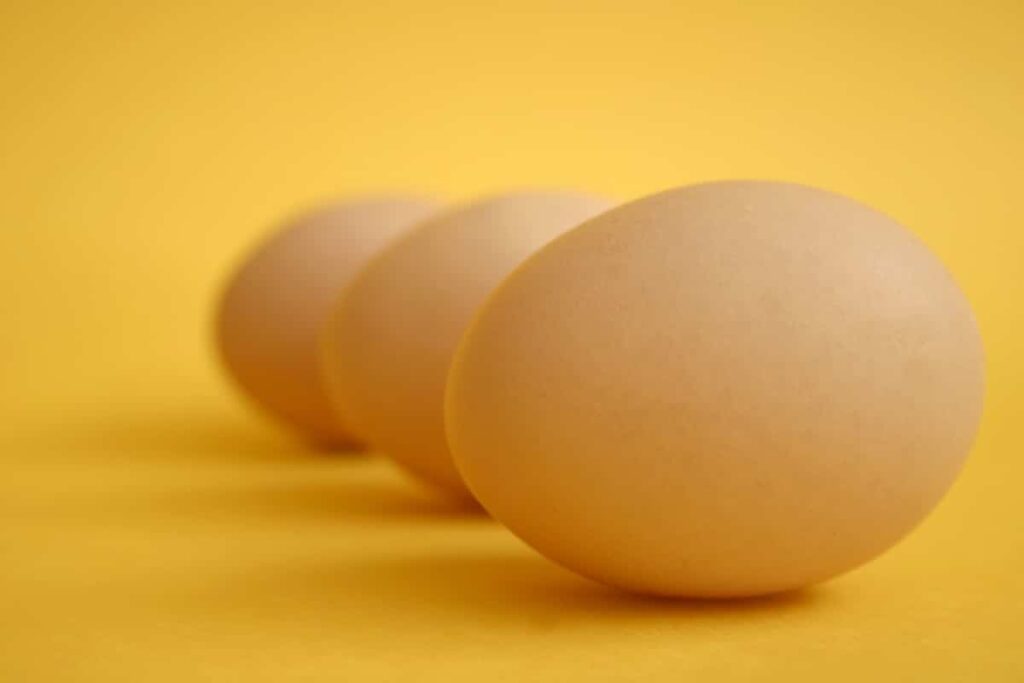 Speckled Sussex Chicken Eggs