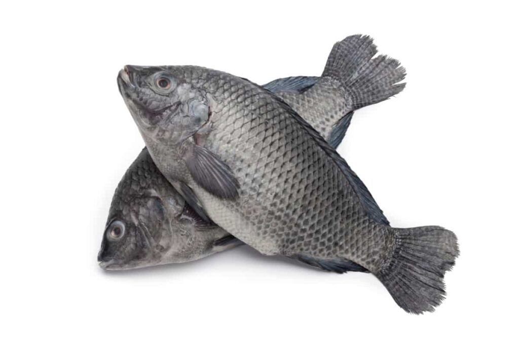 Tilapia Fish Variety