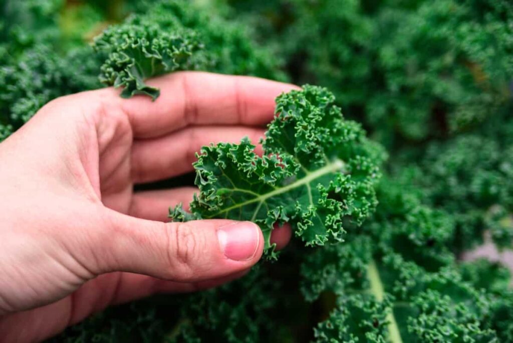 Crop Harvest Calendar for Alabama: Kale 