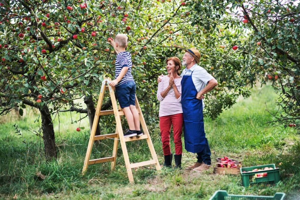 picking apples in orchard