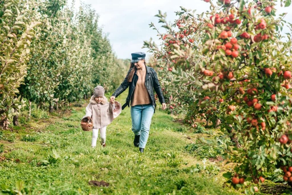 Top 15 Apple Orchards in Colorado