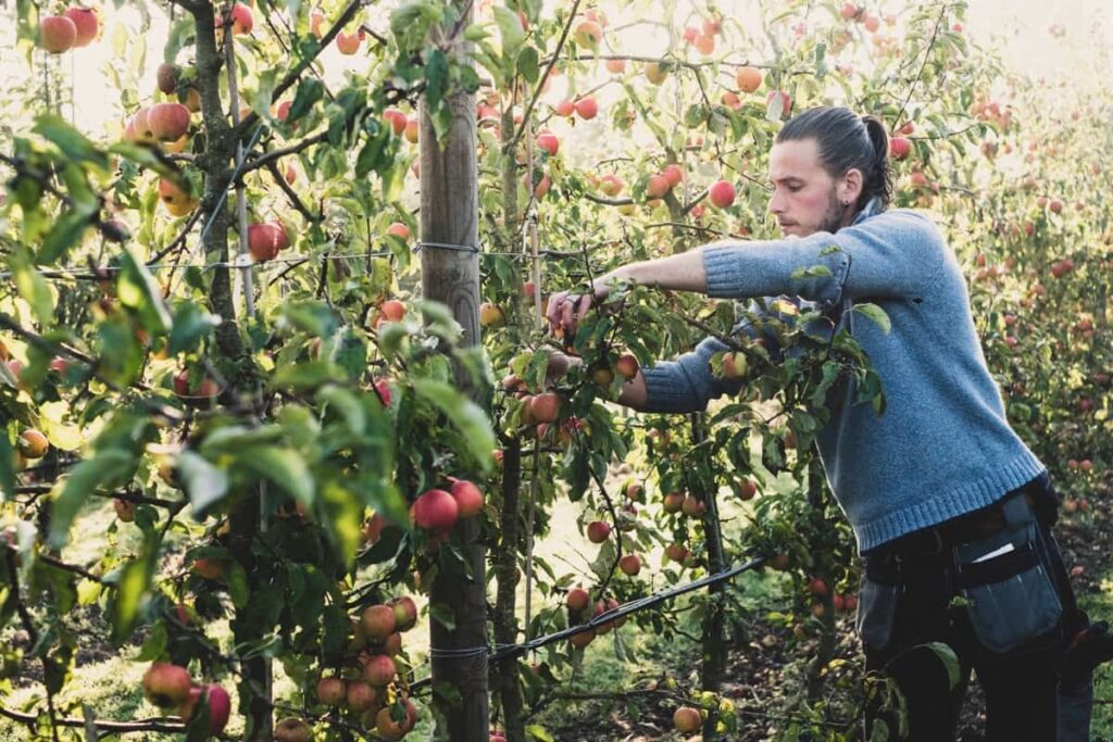 Picking apples in the farm