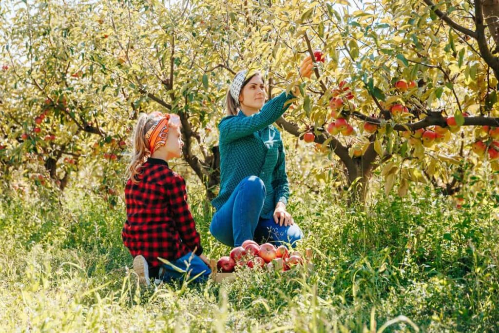 Top 15 Apple Orchards in New York