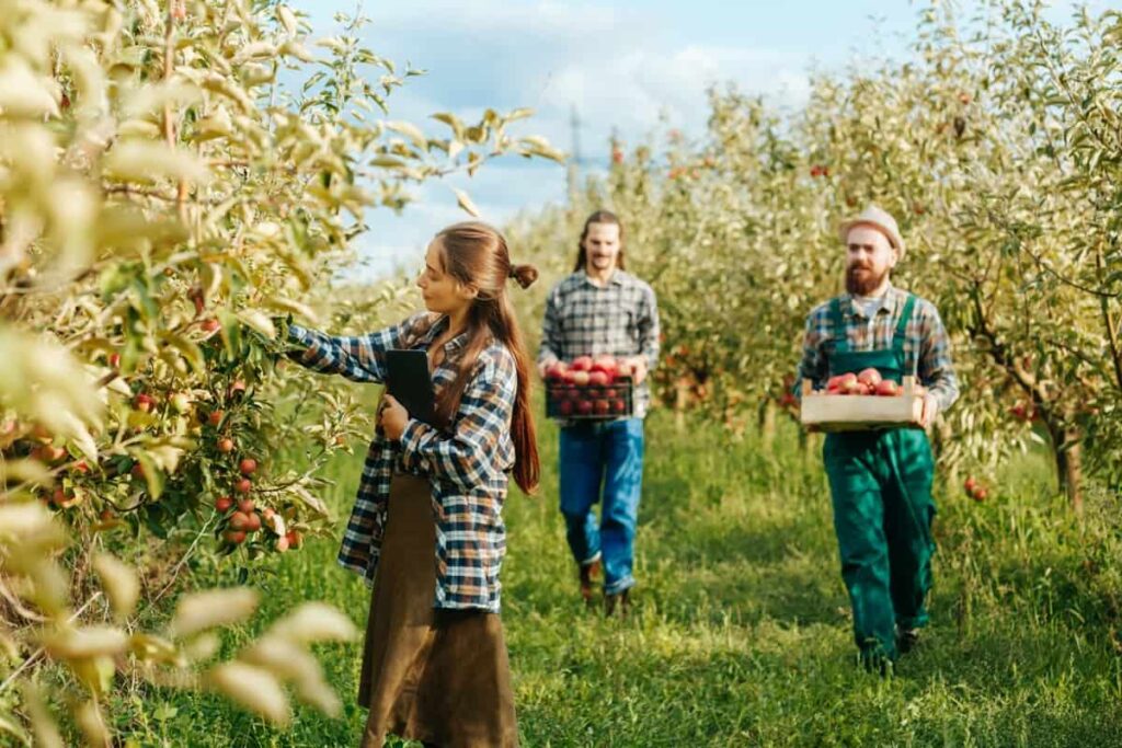 Picking Apples in the Orchard