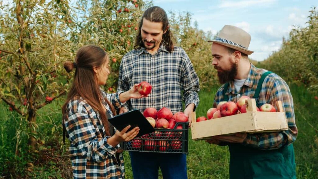 Apple Picking Season in the United States
