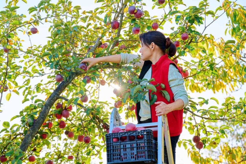 Harvesting red ripe apples in the farm