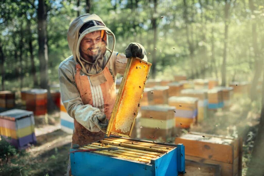 Harvest of beekeeping products in the apiary