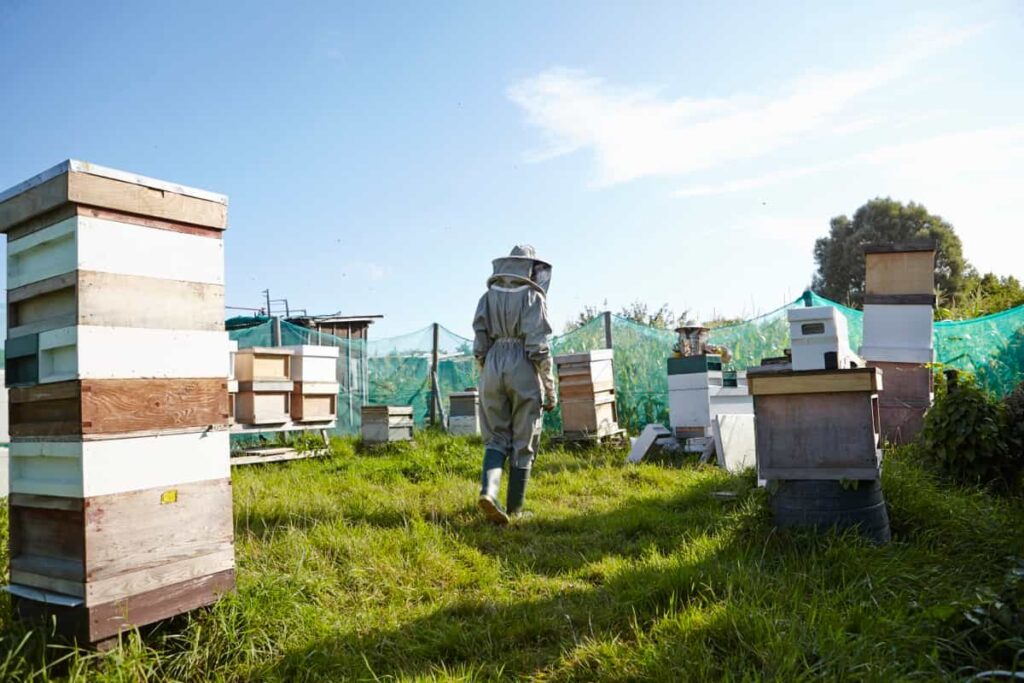 beekeepers working on city allotment