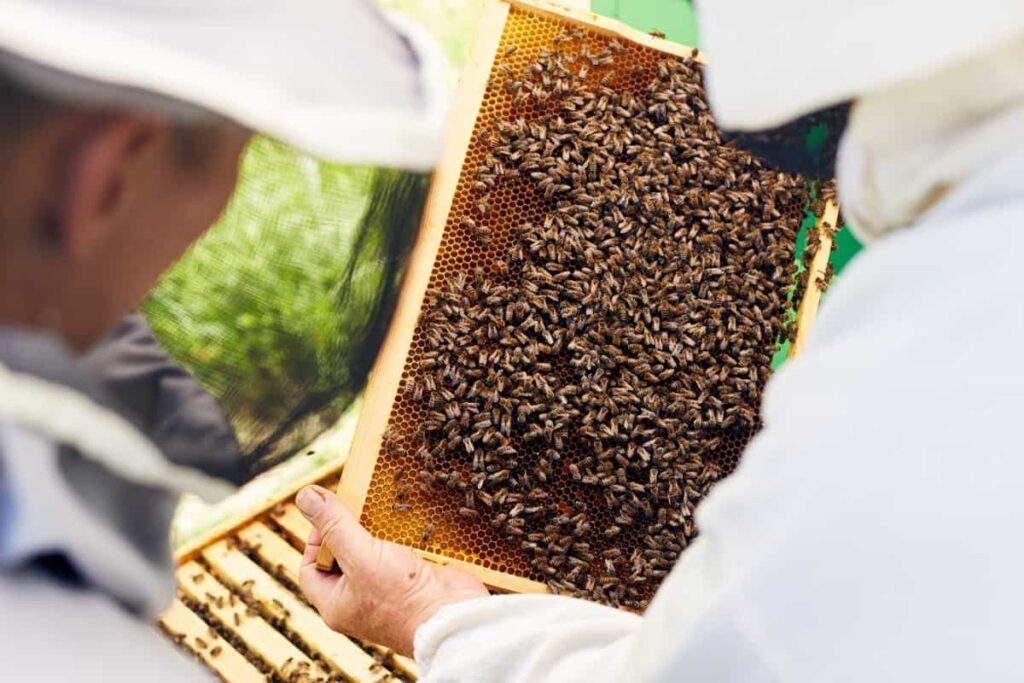 Beekeeper Inspecting Hive