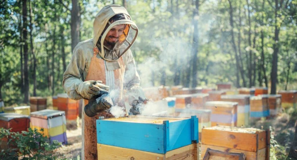 beekeeper fumigates the hive with a smoke