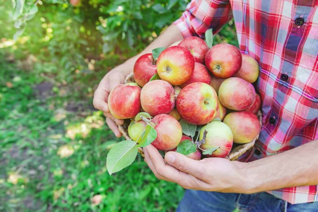 Freshly harvested apples