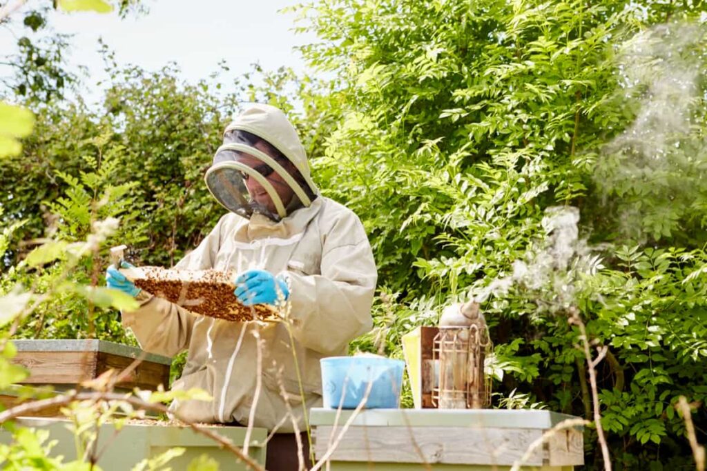 beekeeper in a beekeeping suit with face protector