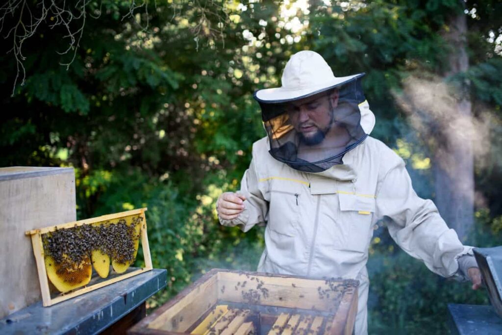 beekeeper working in apiary