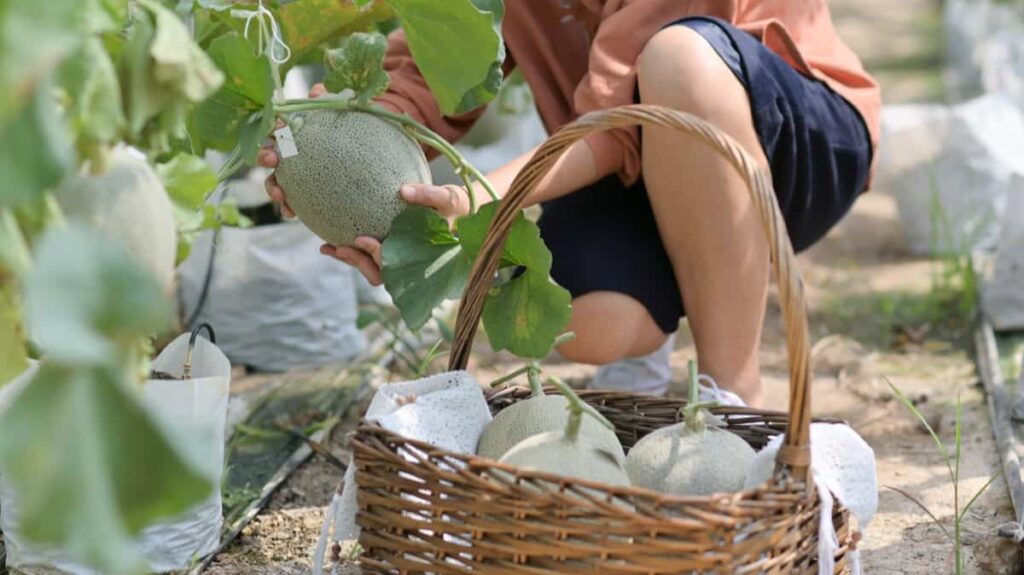 Harvesting cantaloupe 