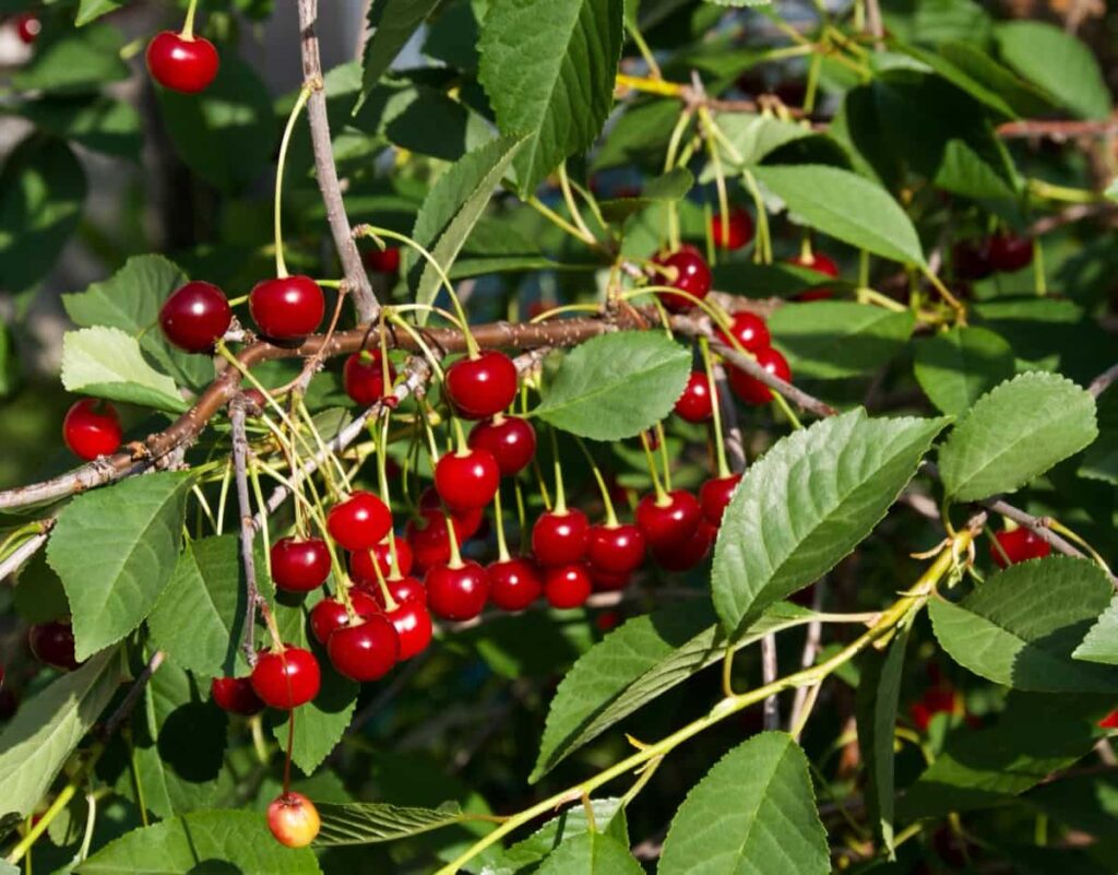 Best Fertilizer for Cherry Trees1