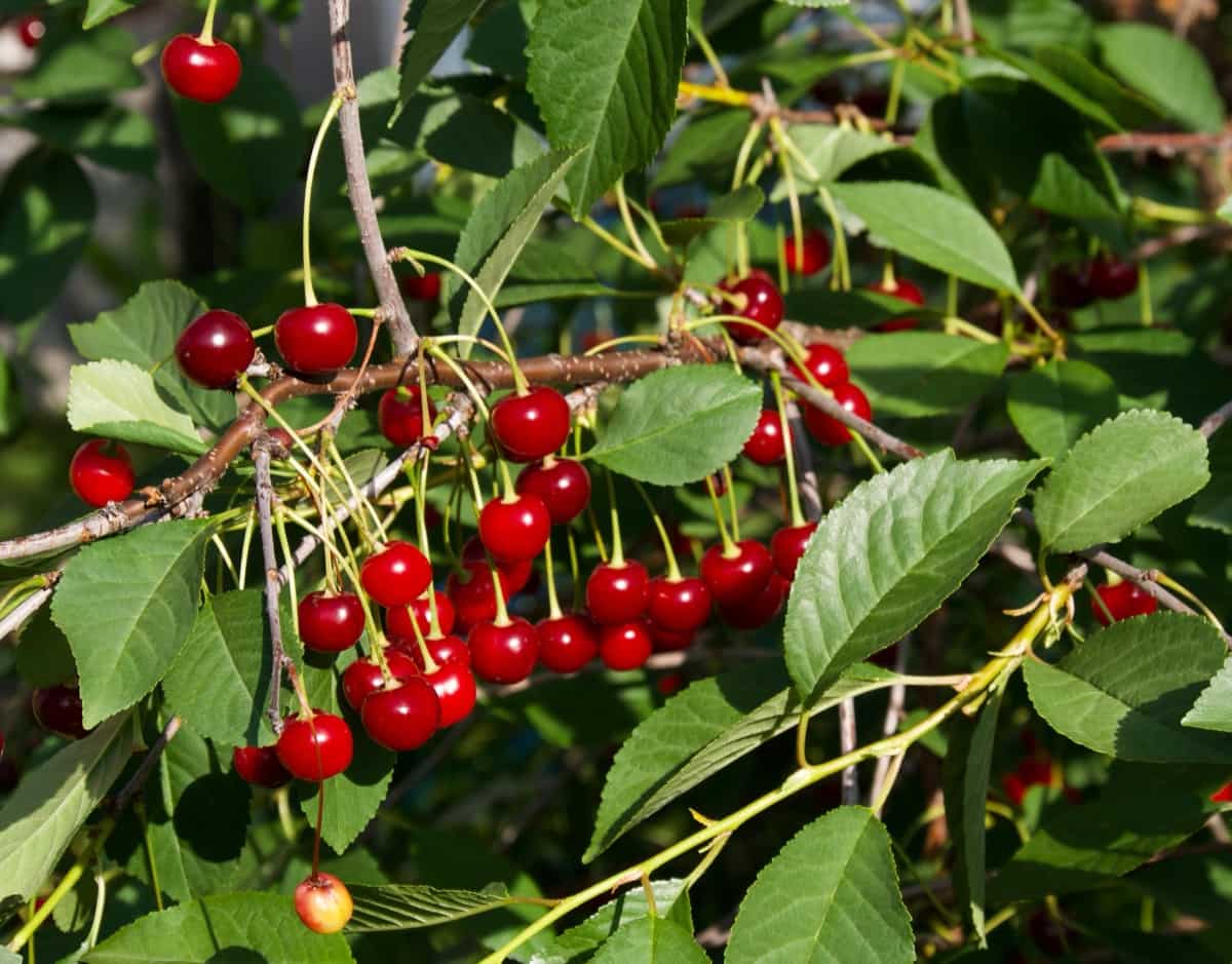 best-fertilizer-for-cherry-trees-organic-natural-homemade-npk-ratio-and-schedule