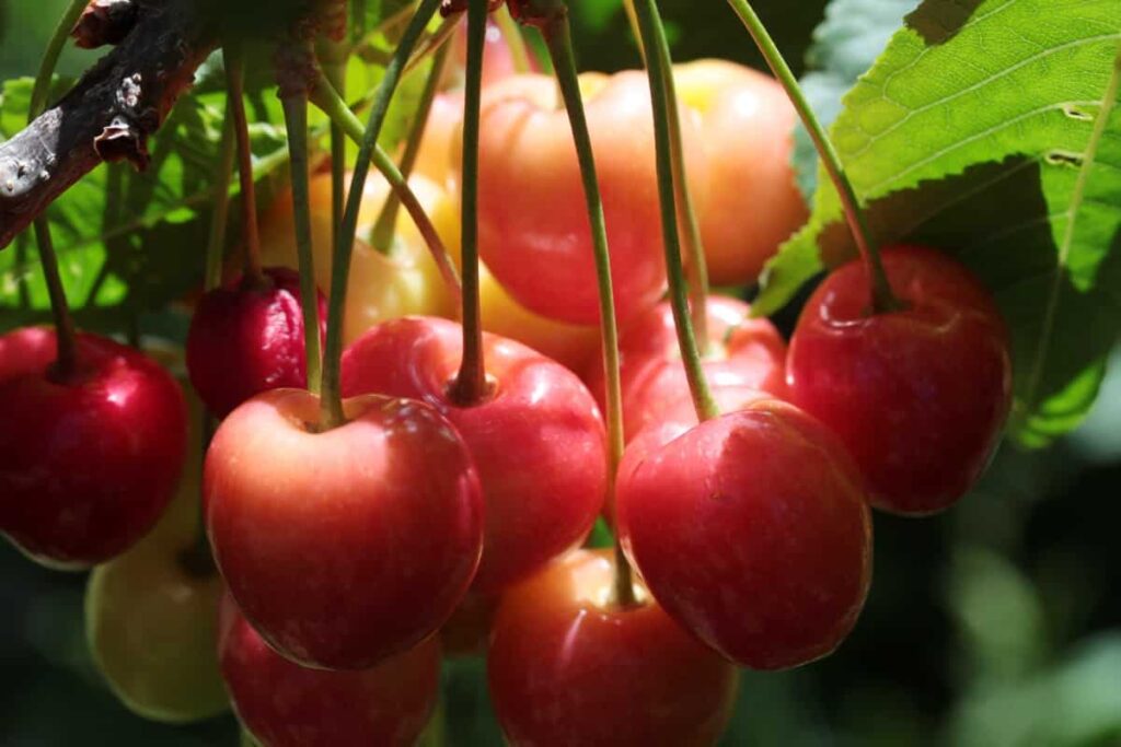 Cherry Farming