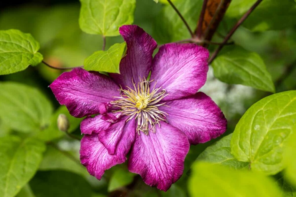 Blooming clematis
