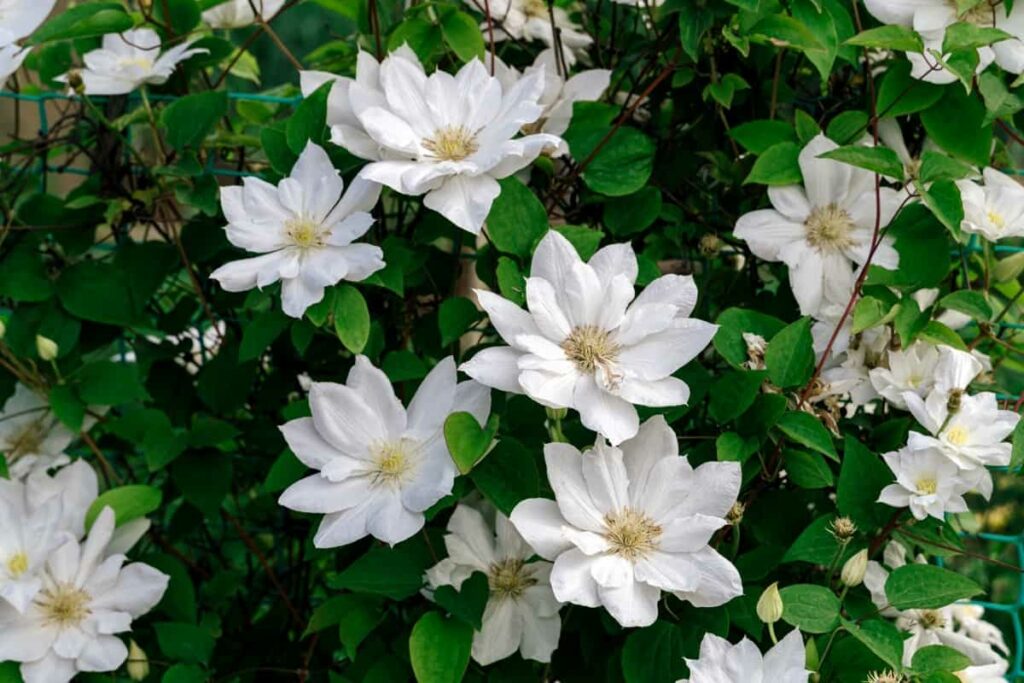 clematis with large bright white flowers