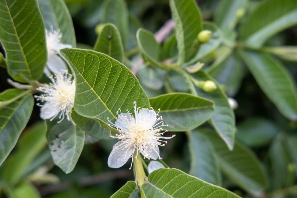 Guava Flowering Stage