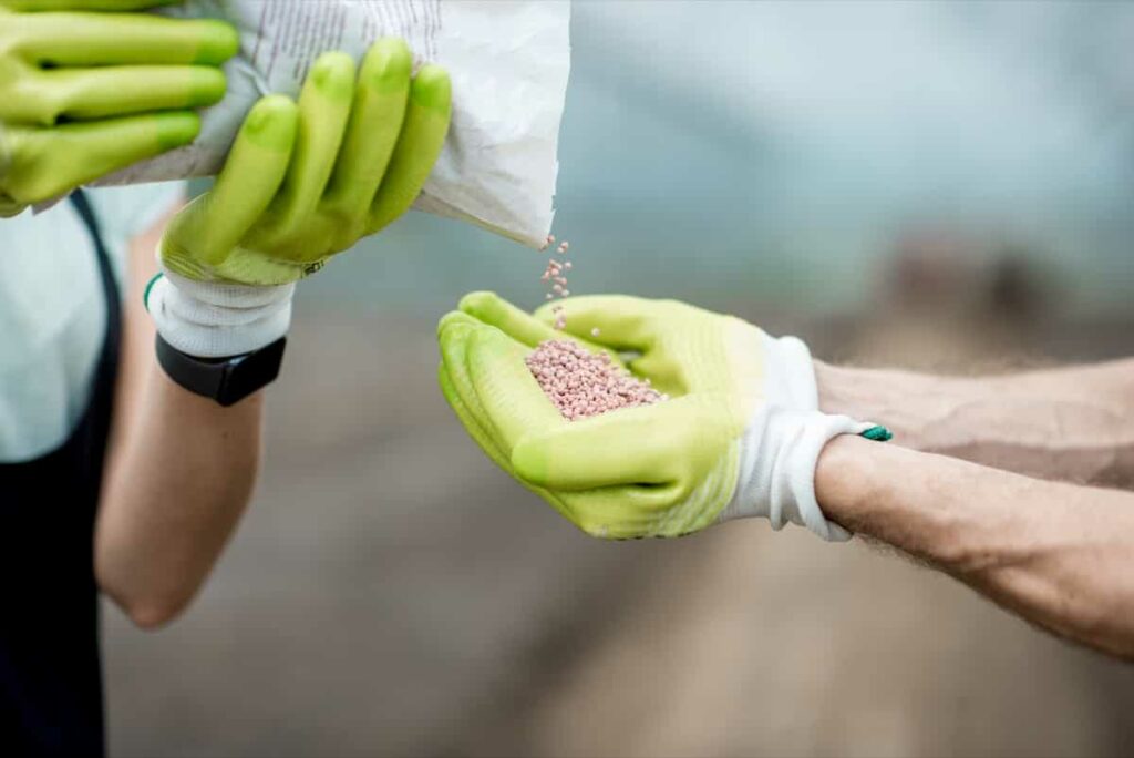 Mineral fertilizer for mango tress