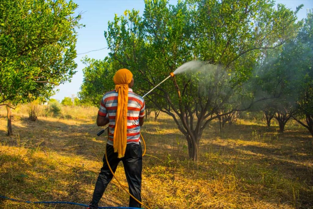 Farmer spraying fertilizer on orange tree field
