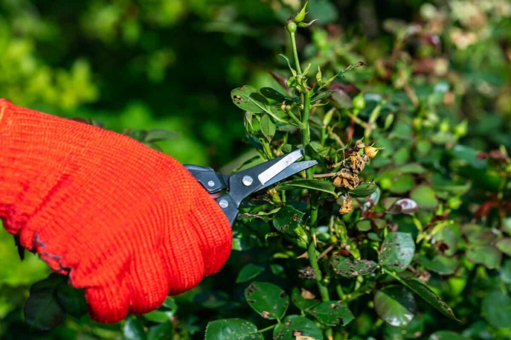 pruning rose plants with pruning shears 