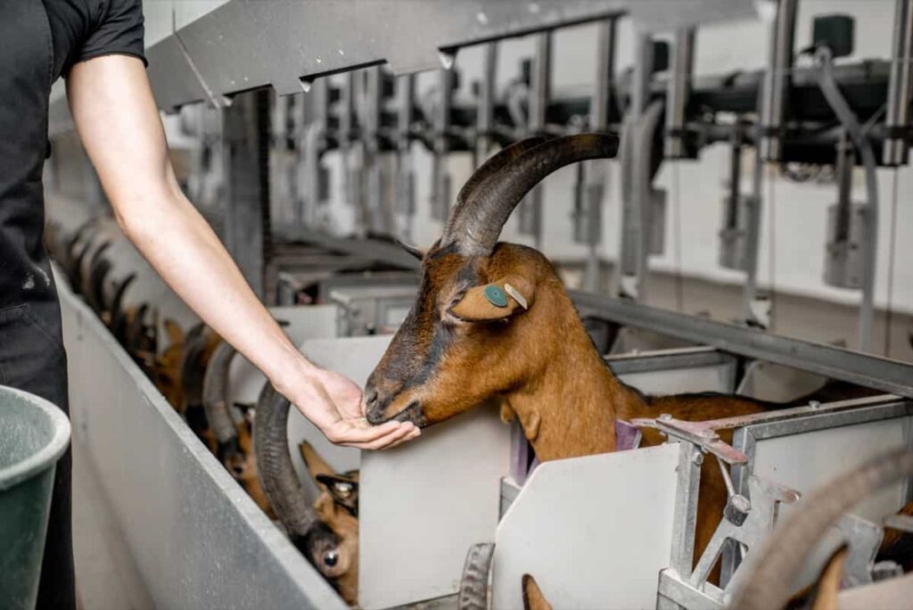 Feeding goats during the milking process