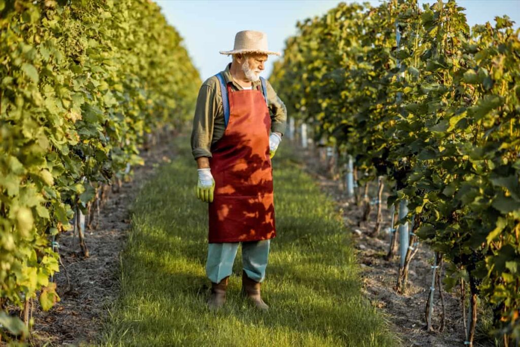 vineyard management