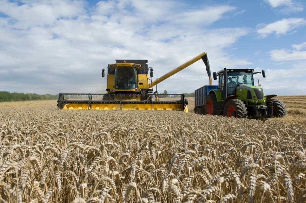 Combine harvester unloading wheat