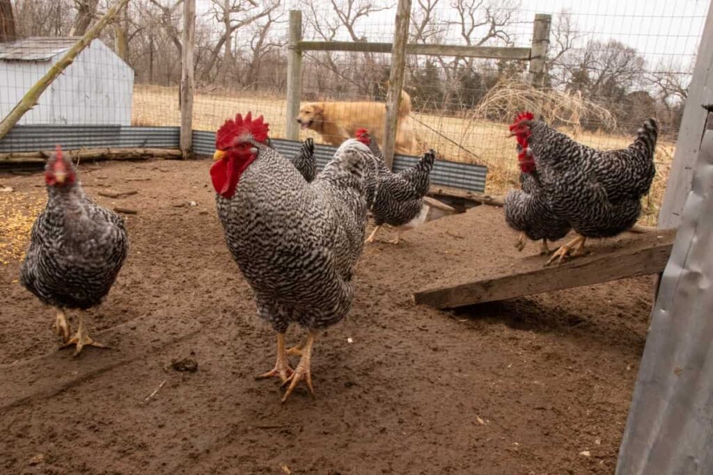Plymouth Rock Heritage Breed Chickens