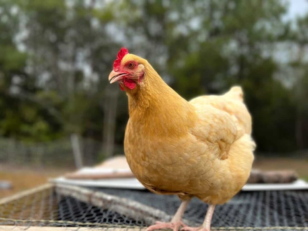 Best Heritage Breed Chickens: Buff Orpington Heritage Breedd