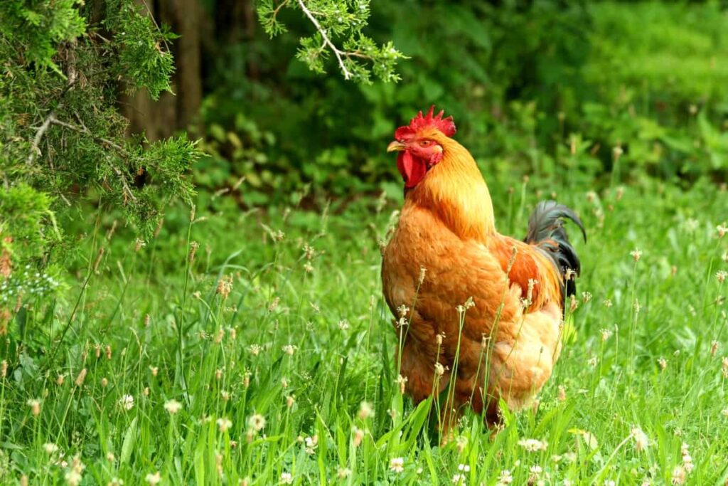 Rhode Island Red Heritage Chicken Breed