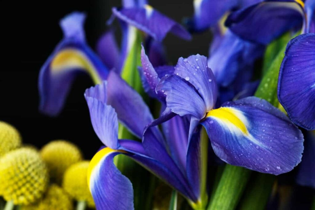 Iris Flowers Purple