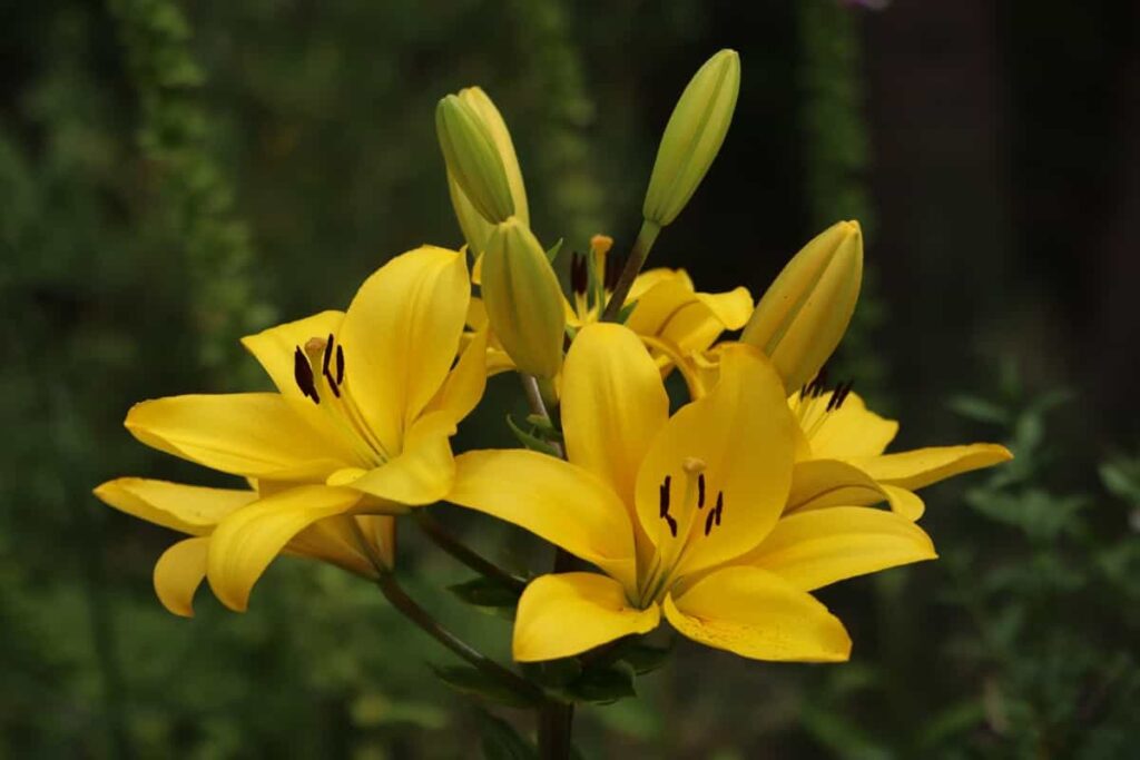 Lily Flowers Yellow