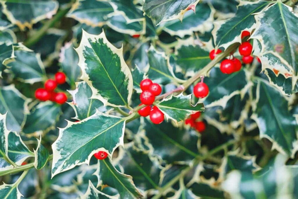 Natural holly leaves