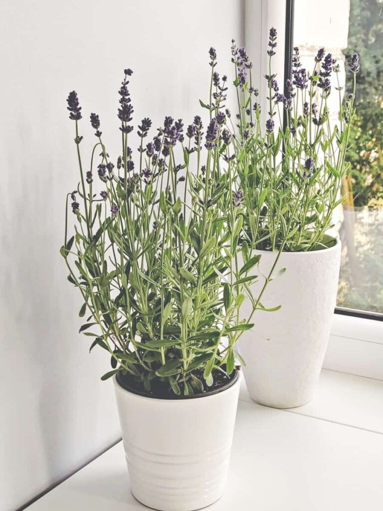blooming lavender 