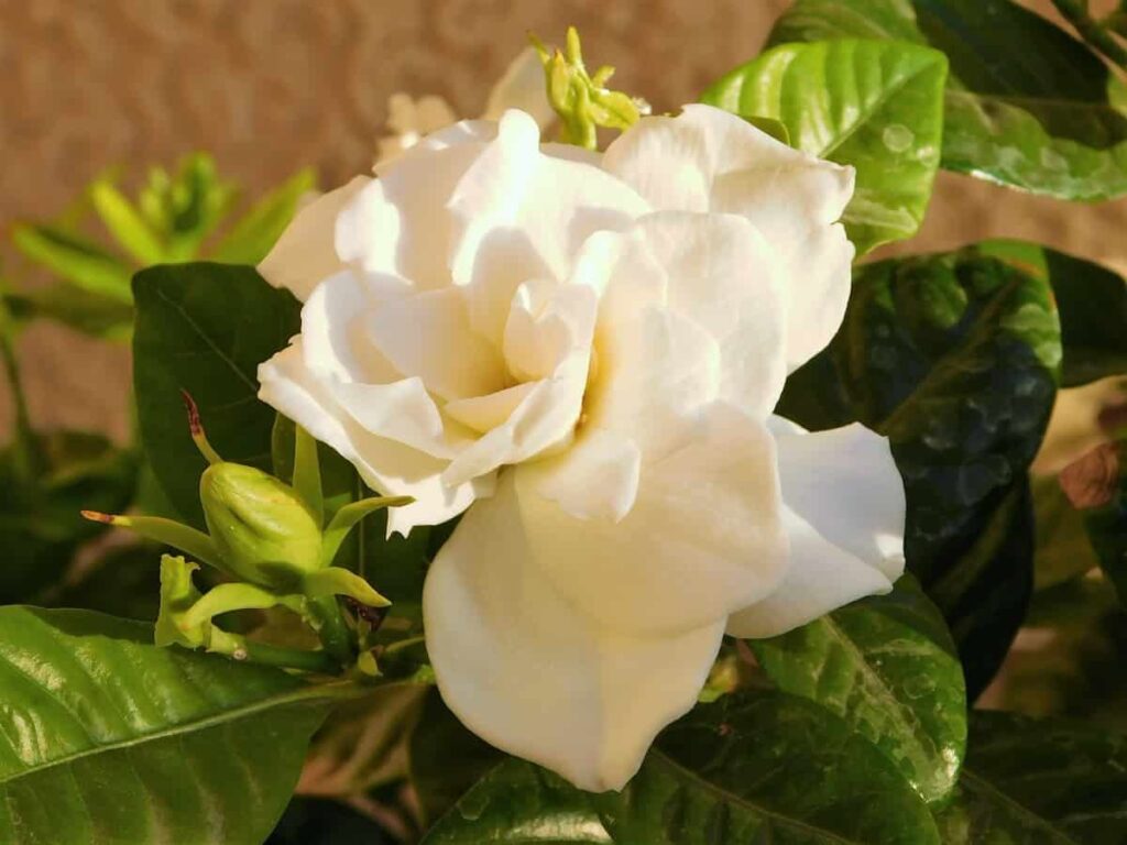 Gardenia Flower White