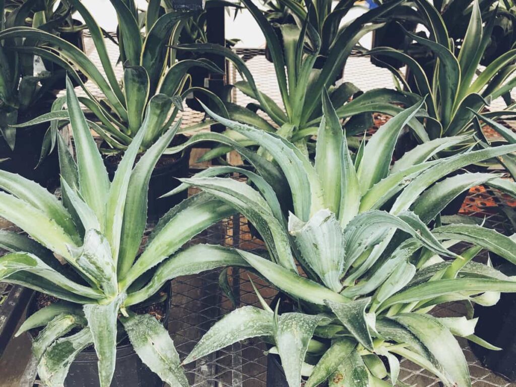 Agave plants in a nursery