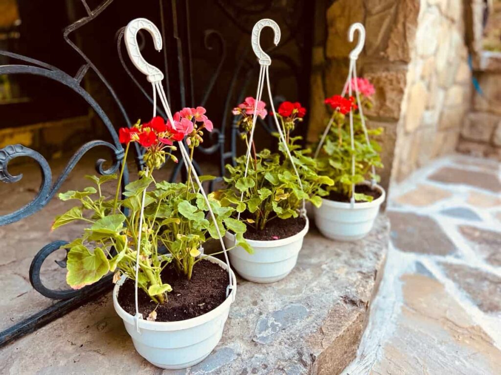Red geraniums flowers in hanging pot.