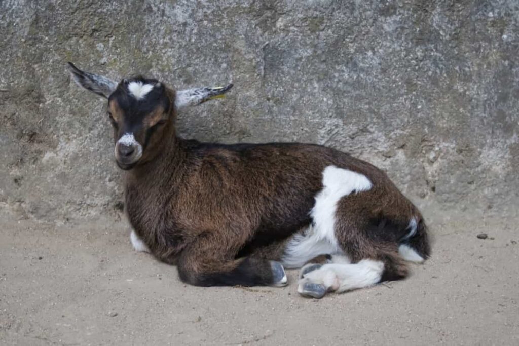 Best Pet Goat Breeds: Pygmy Goat