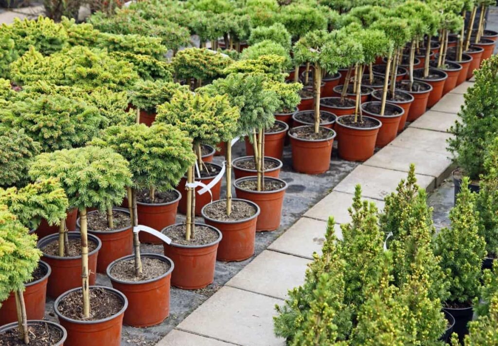 Coniferous plants in plastic pots in a plant nursery