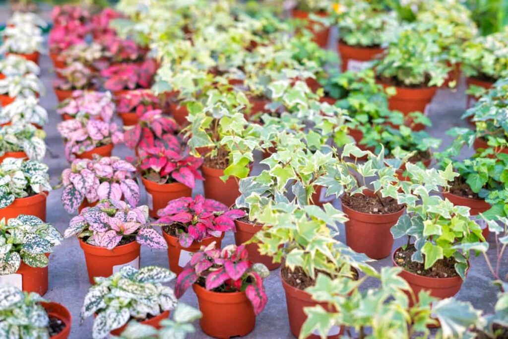 Pots in Plant Nursery