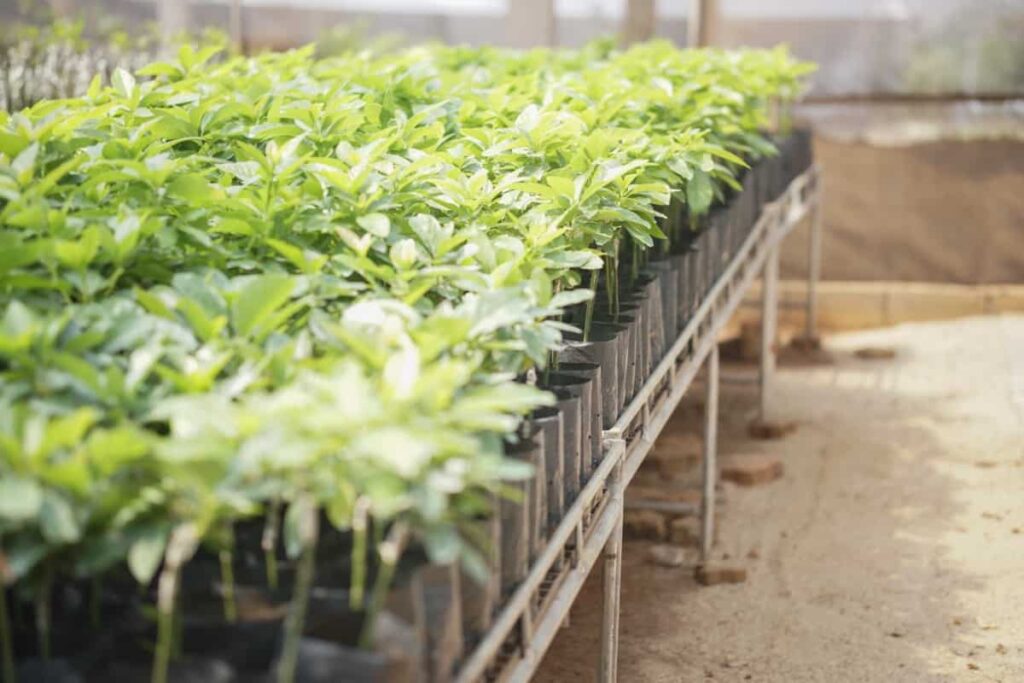 Best Fruit Rootstock Nurseries in the USA: Grafted avocado plants in nursery